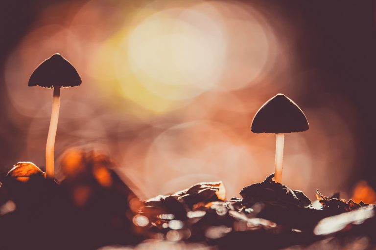 Drug Composition of Magic Mushrooms
