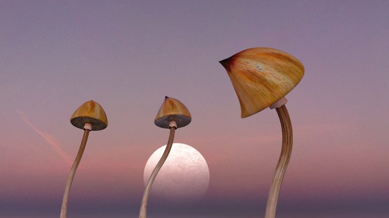 Where Magic Mushrooms Grow