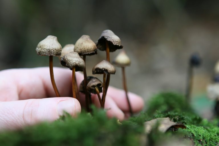 grow magic mushrooms