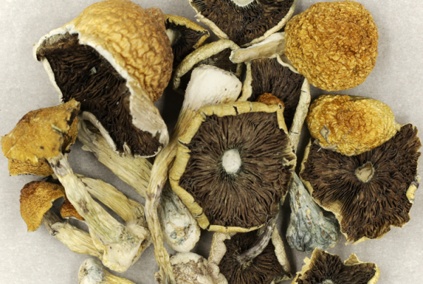 Zoomies Canada - Shrooms online - Mush Penis Envy Cubensis