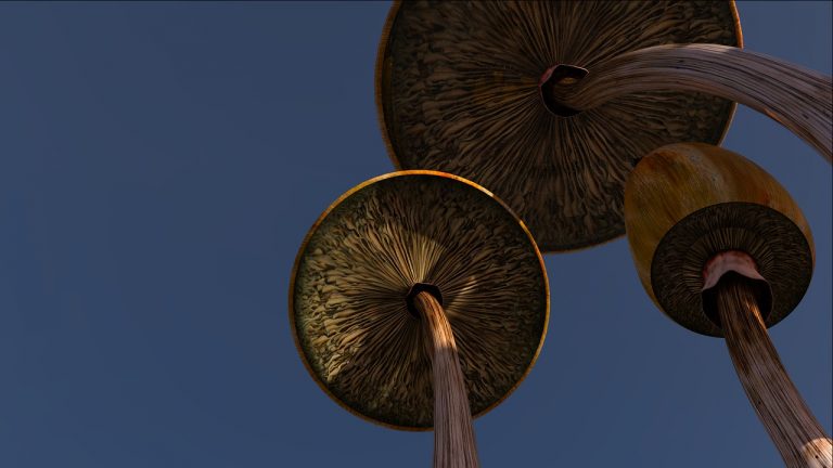 psychedelic mushroom trip
