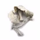 Albino-Jedi-Mind-Fuck-1-3