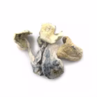 albino-treasure-coast-