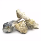 albino-treasure-coast-1-1