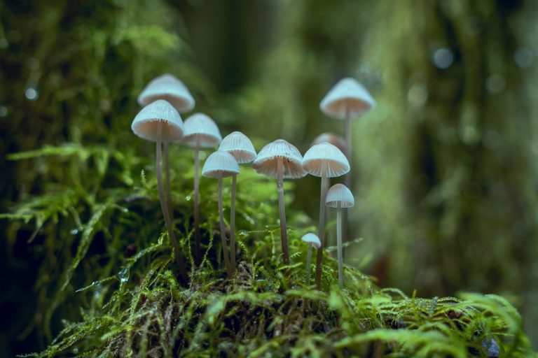 magic mushrooms
