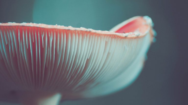 mushroom spores