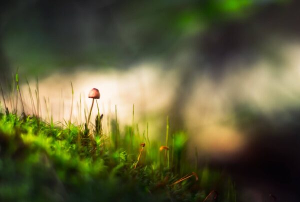marek-piwnicki-9uxBkNccTac-unsplash (1) (1)