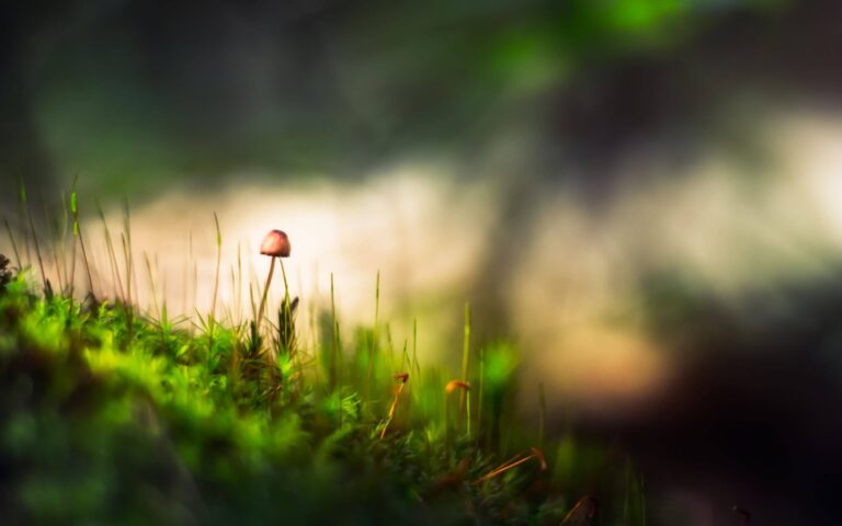 marek-piwnicki-9uxBkNccTac-unsplash (1) (1)