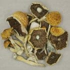 Zoomies Canada - Shrooms Online | Mush Penis Envy