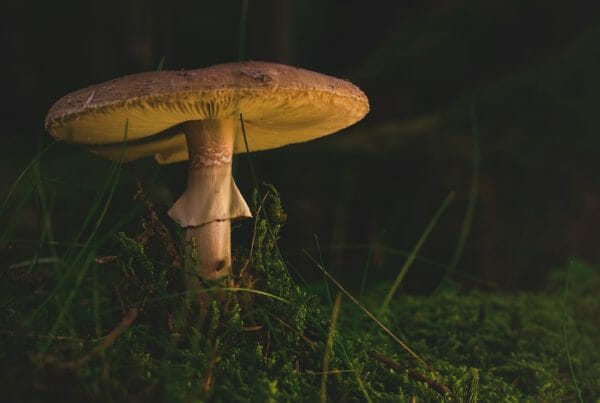 Shroom Delivery Canada