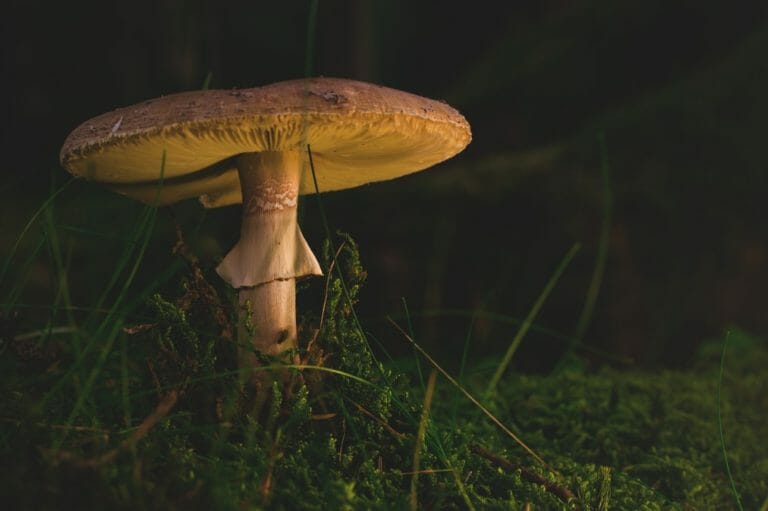 Shroom Delivery Canada
