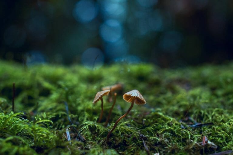 magic mushrooms Canada