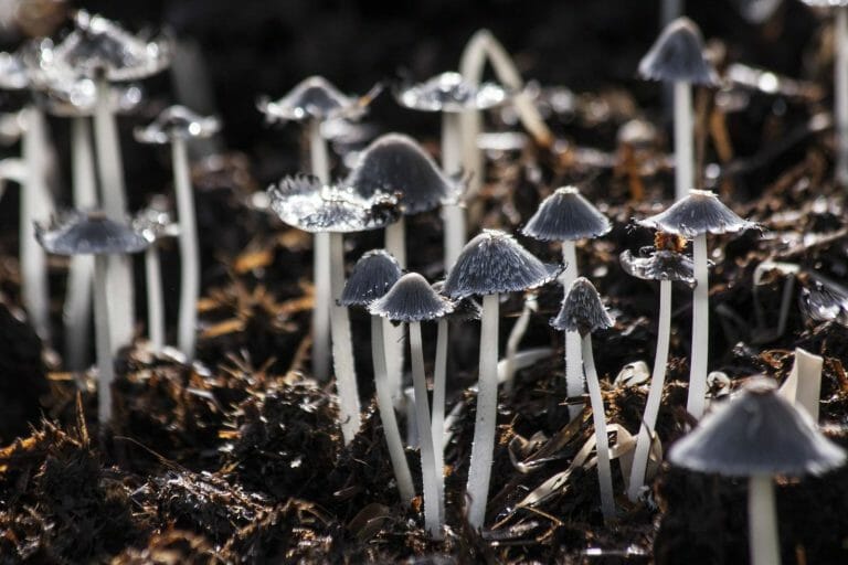 Psilocybin Mushroom Effects