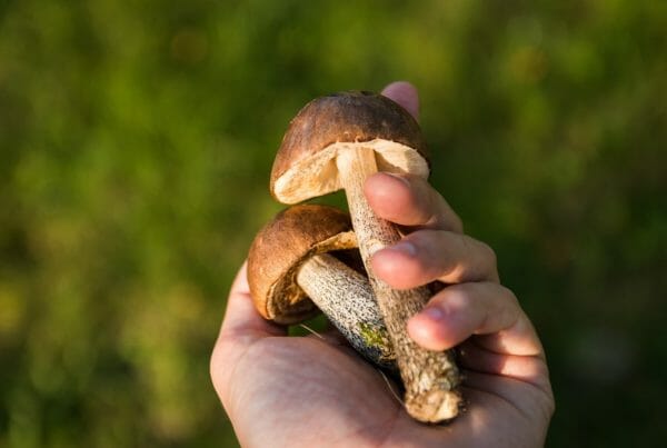 Buy shrooms online