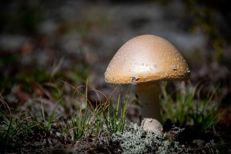 Psychedelic mushrooms at Zoomies Canada