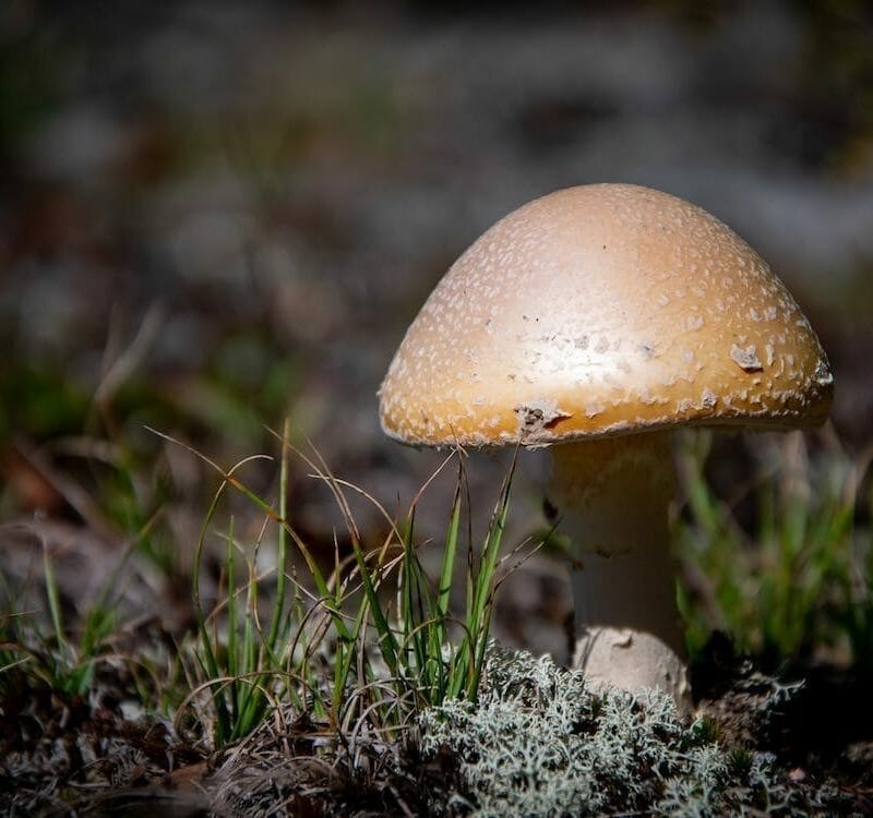 Psychedelic mushrooms at Zoomies Canada