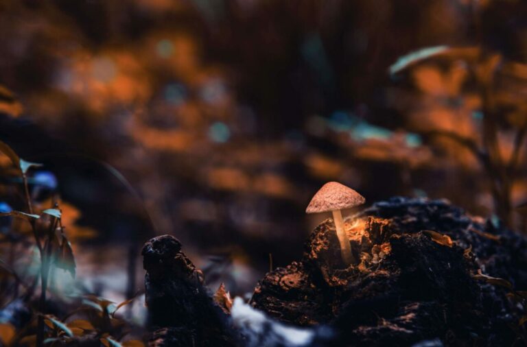 Buy Mushrooms Online