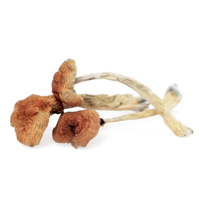 Malabar-800×800