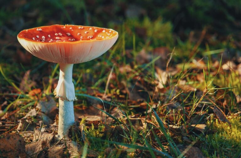 Psilocybe Cubensis