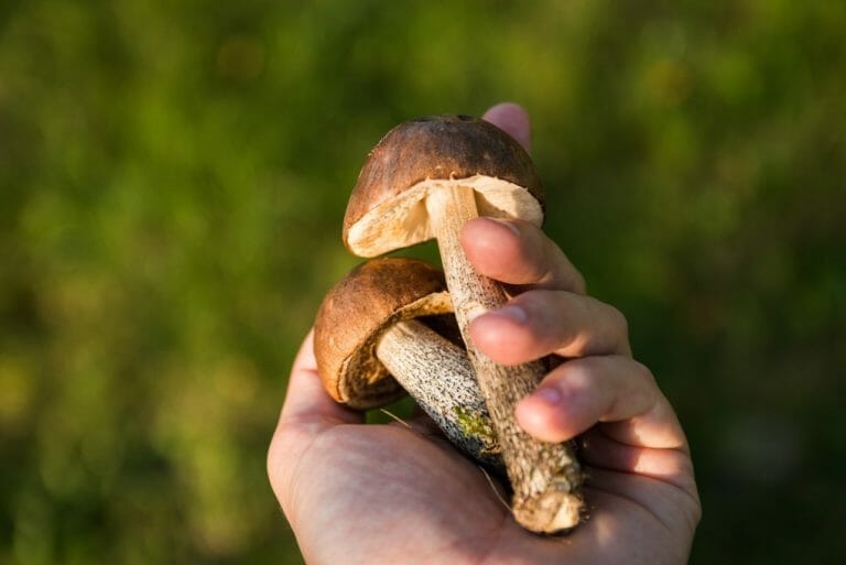 Buy Shrooms Online to Fight Diabetes Today