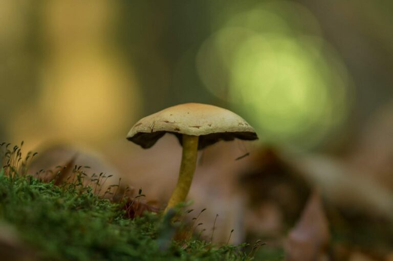 psilocybe cubensis