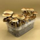 Shroombox - Blue Meanie