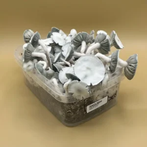 Shroombox - Avery's Albino at Zoomies Canada - Shrooms online
