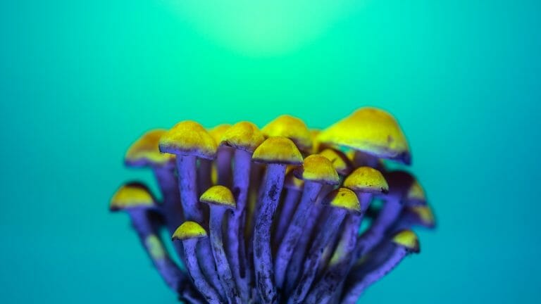 LSD Edibles