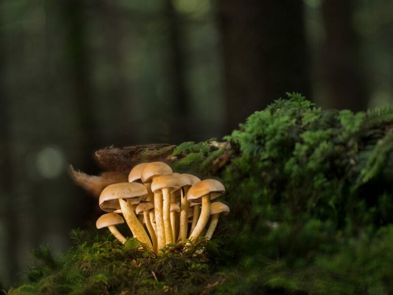 Strongest Mushroom Strains
