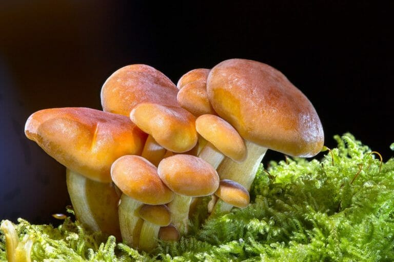 Magic Mushrooms in Canada