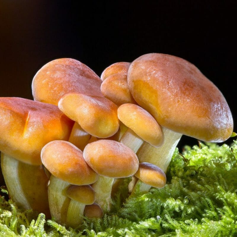 Magic Mushrooms in Canada