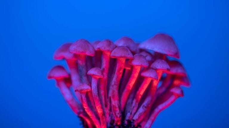 Shrooms Delivery in Canada
