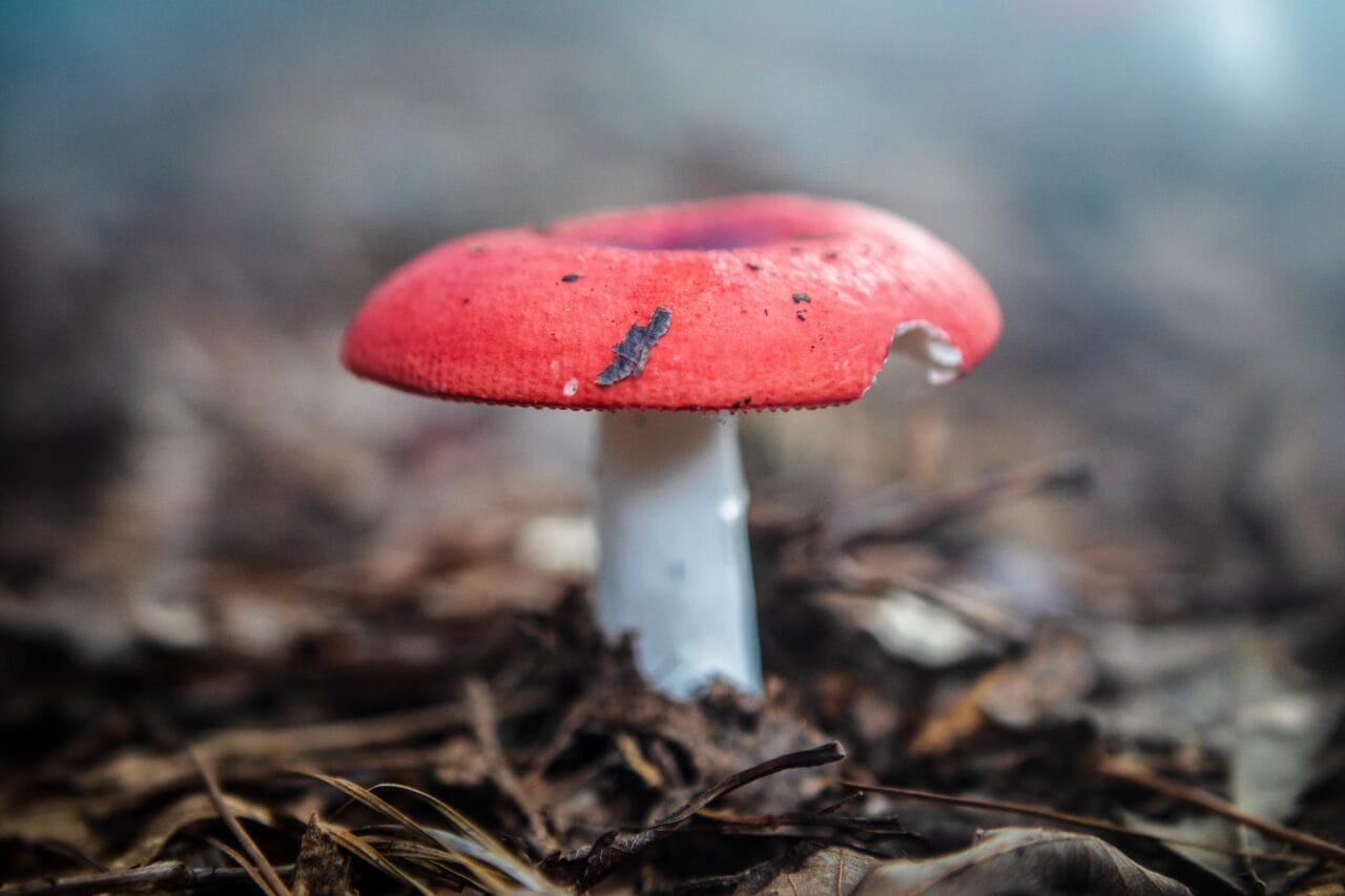 Should You Consume Shrooms on Empty Stomach?