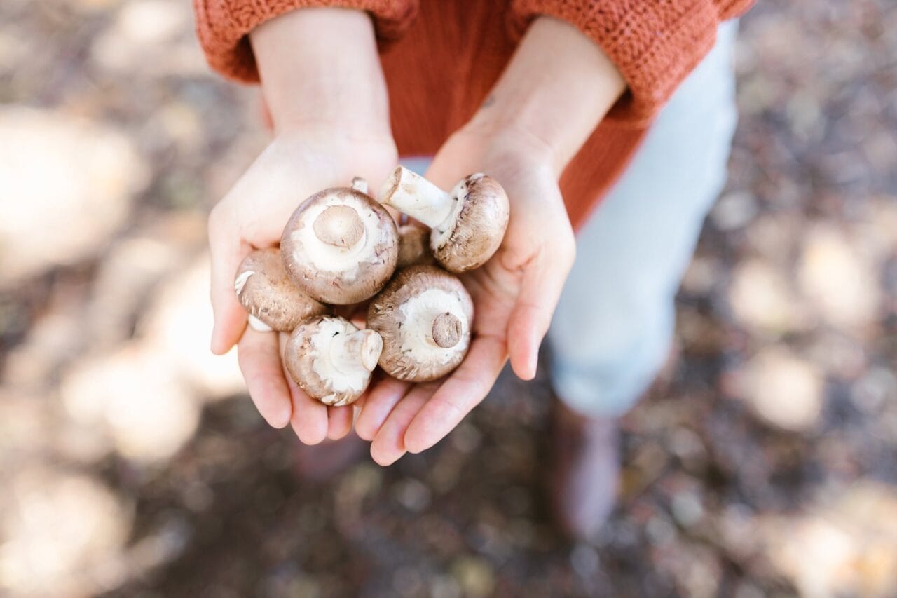 Should You Consume Shrooms on Empty Stomach?