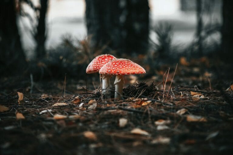 Shroom online delivery at Zoomies Canada