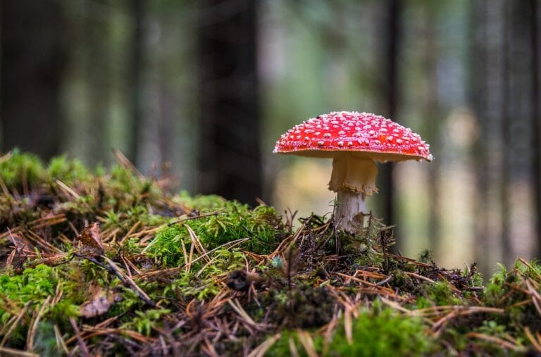 Shrooms Online in Canada