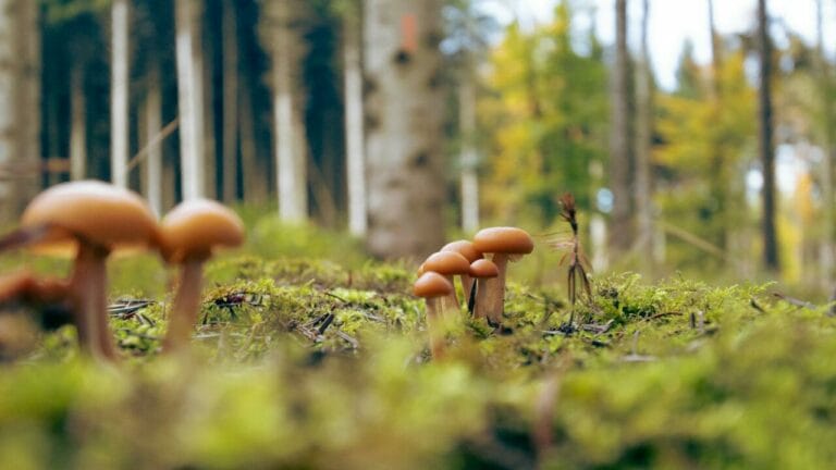 Magic Mushroom Dispensary