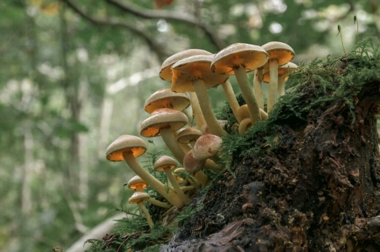 Shrooms online