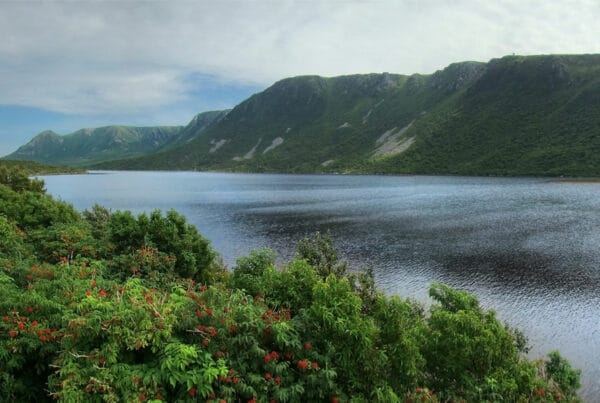 Magic mushrooms Newfoundland