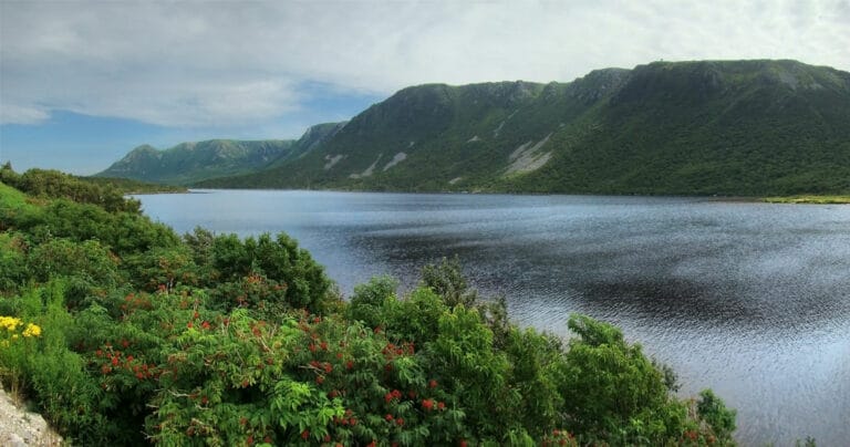 Magic mushrooms Newfoundland