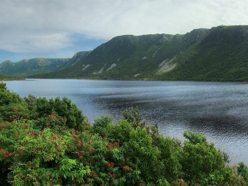 Magic mushrooms Newfoundland