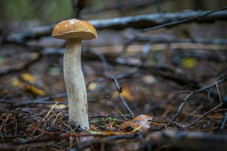 Shrooms online