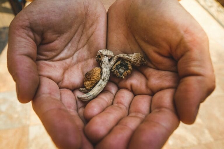 dried shrooms