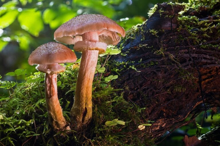 magic mushroom delivery