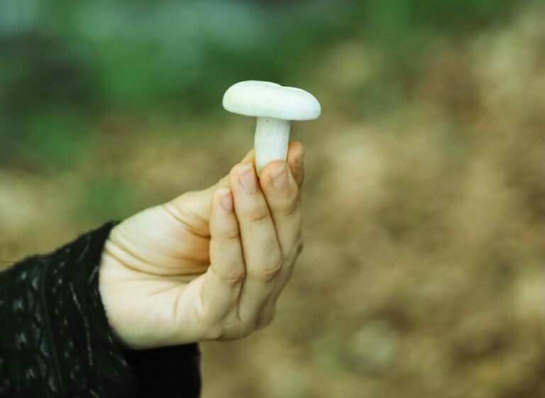 shrooms online in Canada