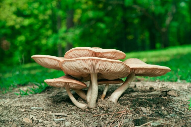 Big Daddy Mushroom