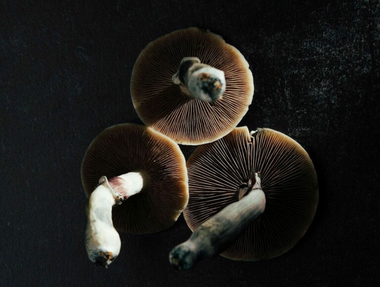 Magic Mushroom Canada