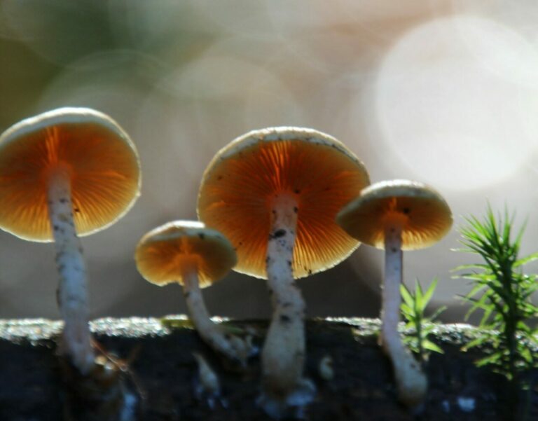 Magic Mushroom Delivery
