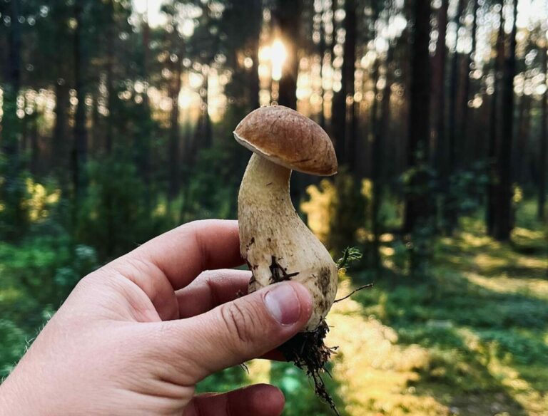 Shrooms Delivery Canada