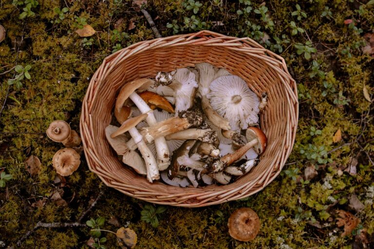 Bull Run Mushroom Strain